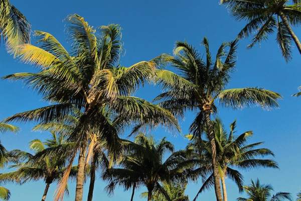 royal palm beach florida